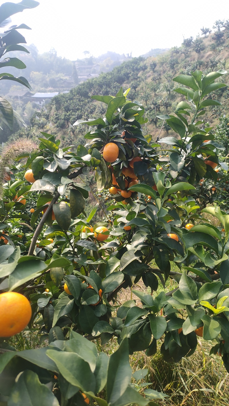 蜜桔，南丰蜜桔，冰糖橙，黄金贡柚，阳光一号，油桔，