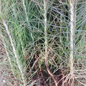 樟子松1年生床苗，裸根，8-20厘米