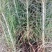 樟子松1年生床苗，裸根，8-20厘米