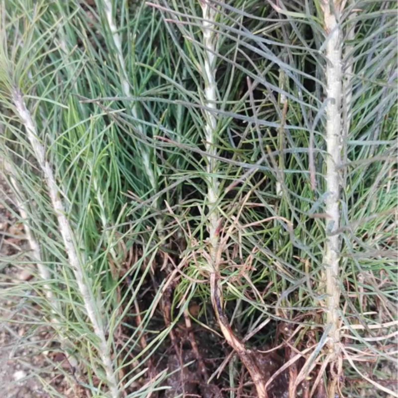 樟子松1年生床苗，裸根，8-20厘米