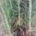 樟子松1年生床苗，裸根，8-20厘米