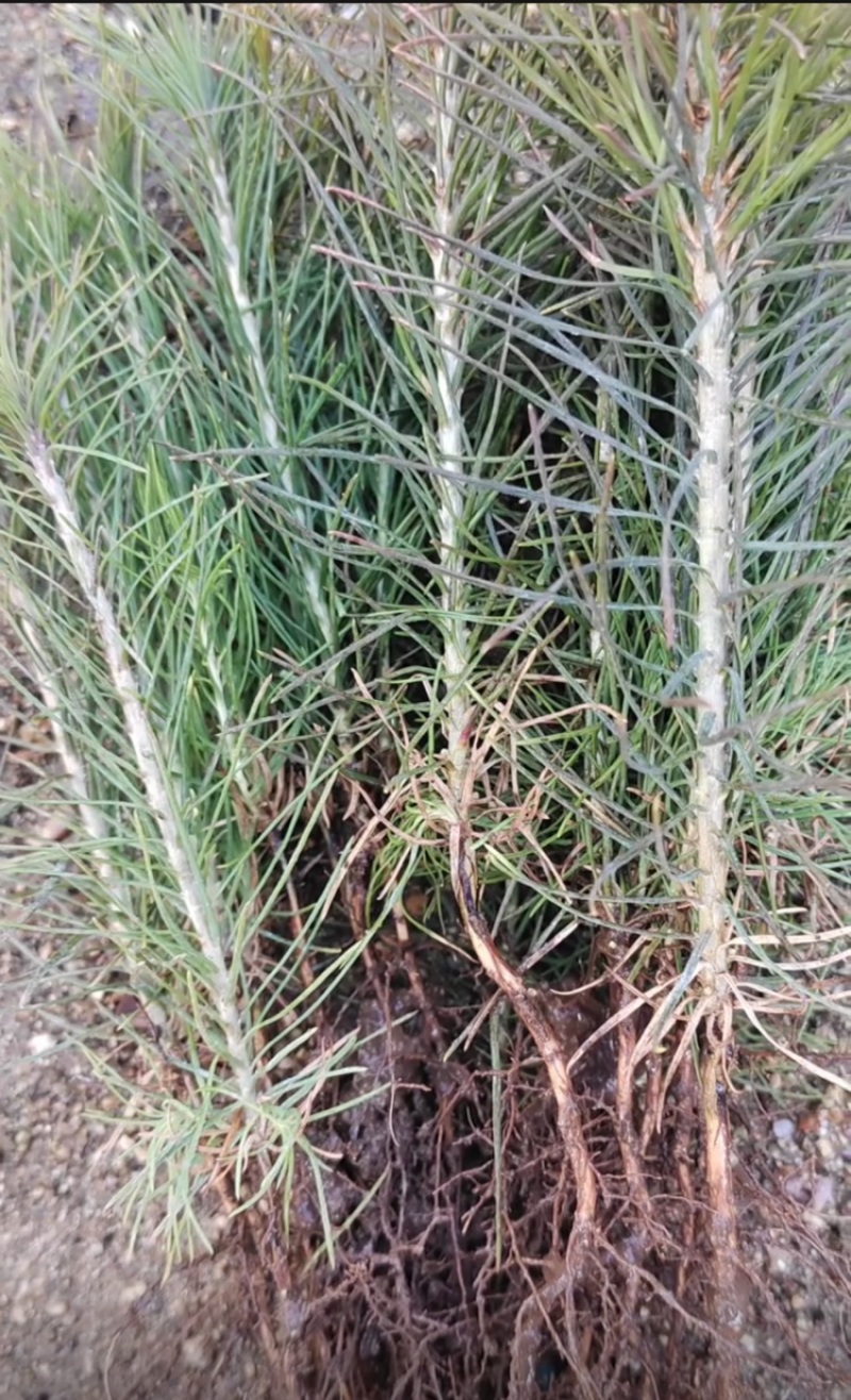 樟子松1年生床苗，裸根，8-20厘米