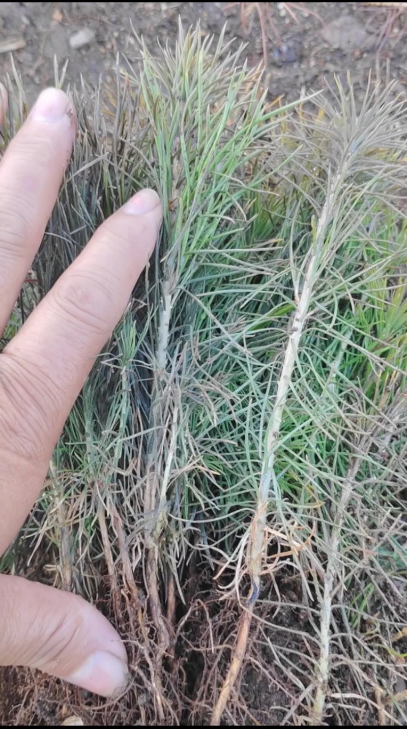 樟子松1年生床苗，裸根，8-20厘米