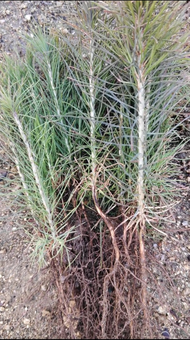 樟子松1年生床苗，裸根，8-20厘米