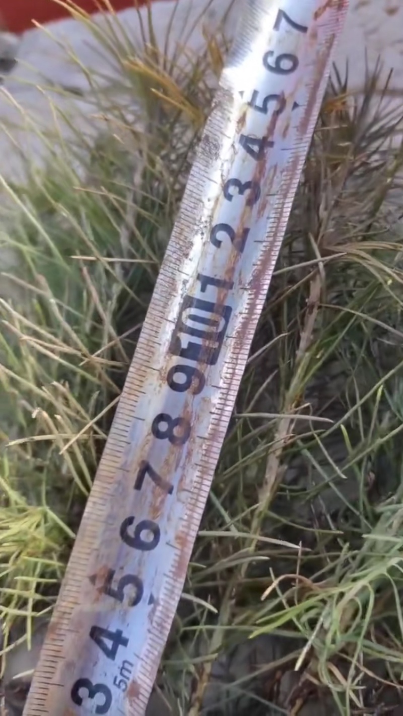樟子松1年生床苗，裸根，8-20厘米