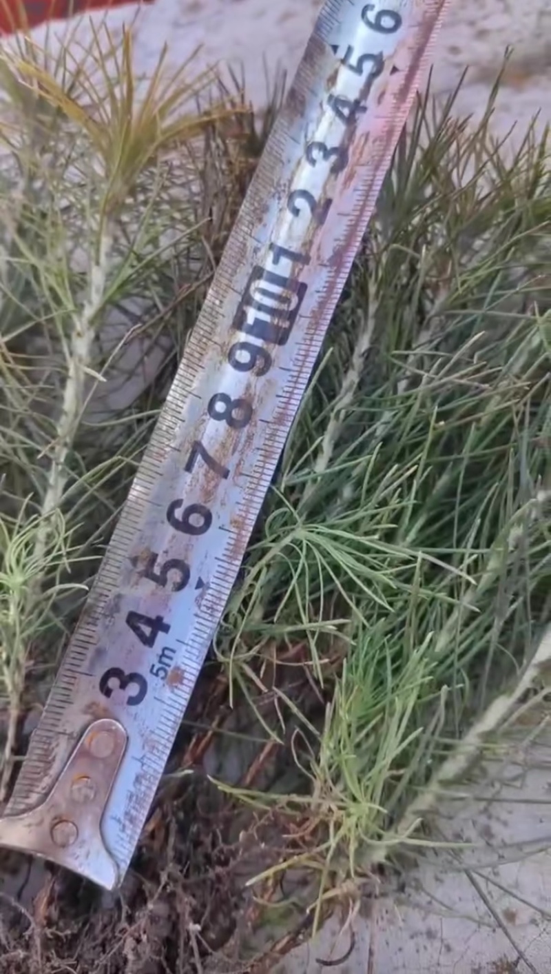 樟子松1年生床苗，裸根，8-20厘米