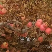 果光苹果，百年传承老味道果光，酸甜可口，