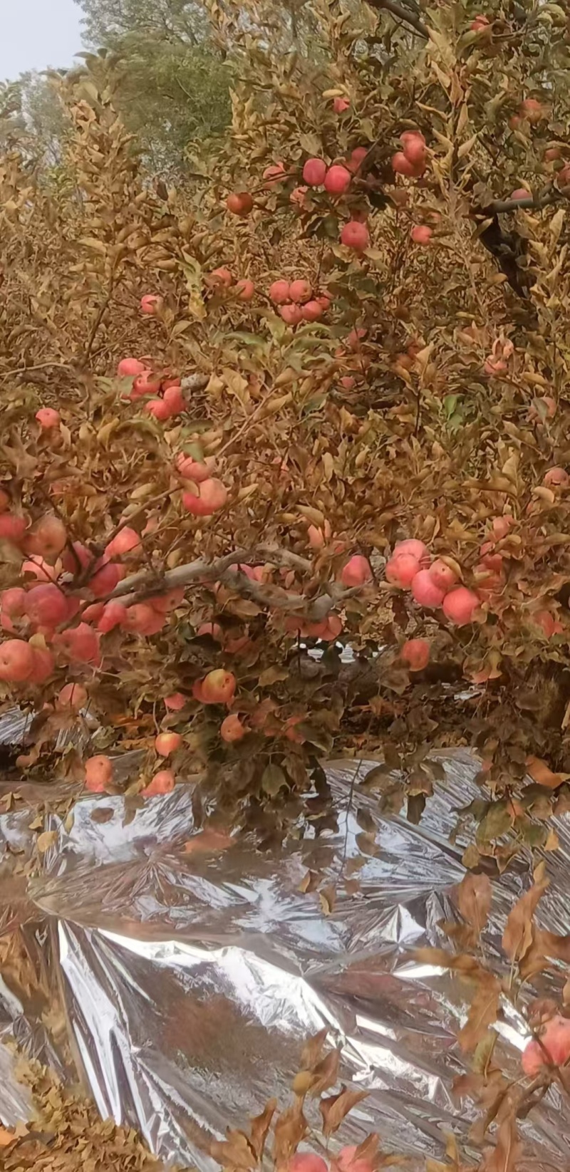 果光苹果，百年传承老味道果光，酸甜可口，