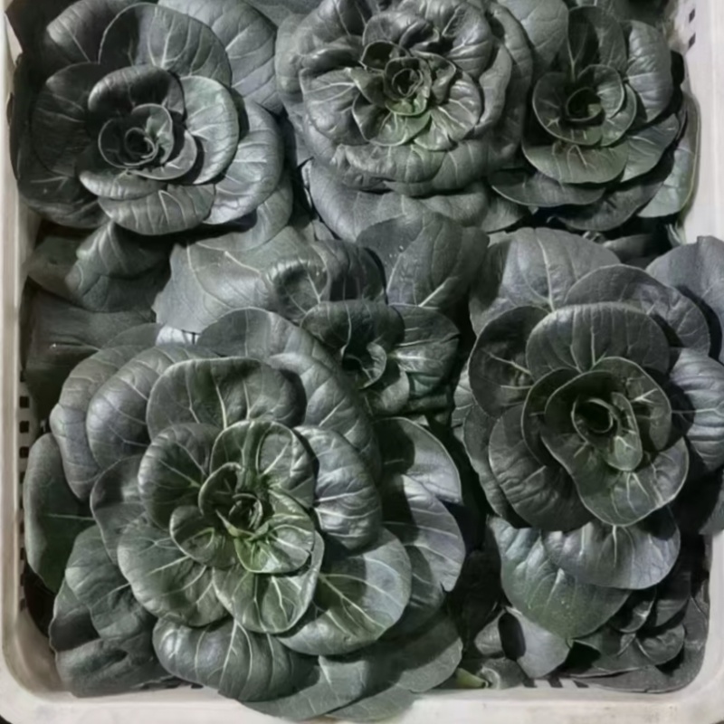 特矮苏州青种子耐寒矮油亮苏州青菜种子纤维少好吃青菜种