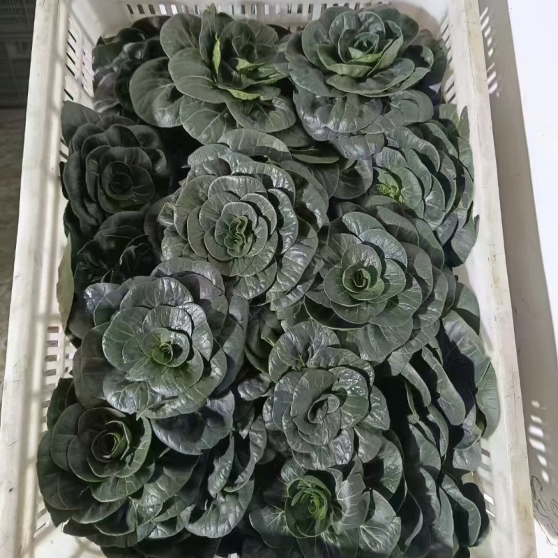 特矮苏州青种子耐寒矮油亮苏州青菜种子纤维少好吃青菜种