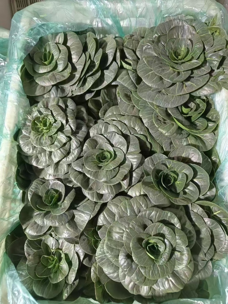 特矮苏州青种子耐寒矮油亮苏州青菜种子纤维少好吃青菜种