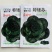 特矮苏州青种子耐寒矮油亮苏州青菜种子纤维少好吃青菜种