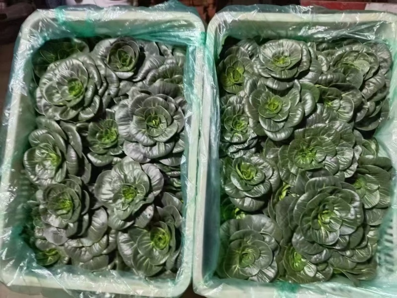 特矮苏州青种子耐寒矮油亮苏州青菜种子纤维少好吃青菜种