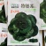 特矮苏州青种子耐寒矮油亮苏州青菜种子纤维少好吃青菜种