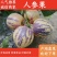 民勤沙漠人参果清甜多汁一手货源现摘现发品质保证