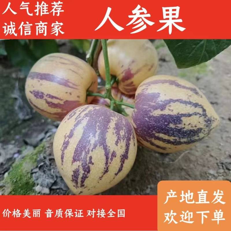 民勤沙漠人参果清甜多汁一手货源现摘现发品质保证