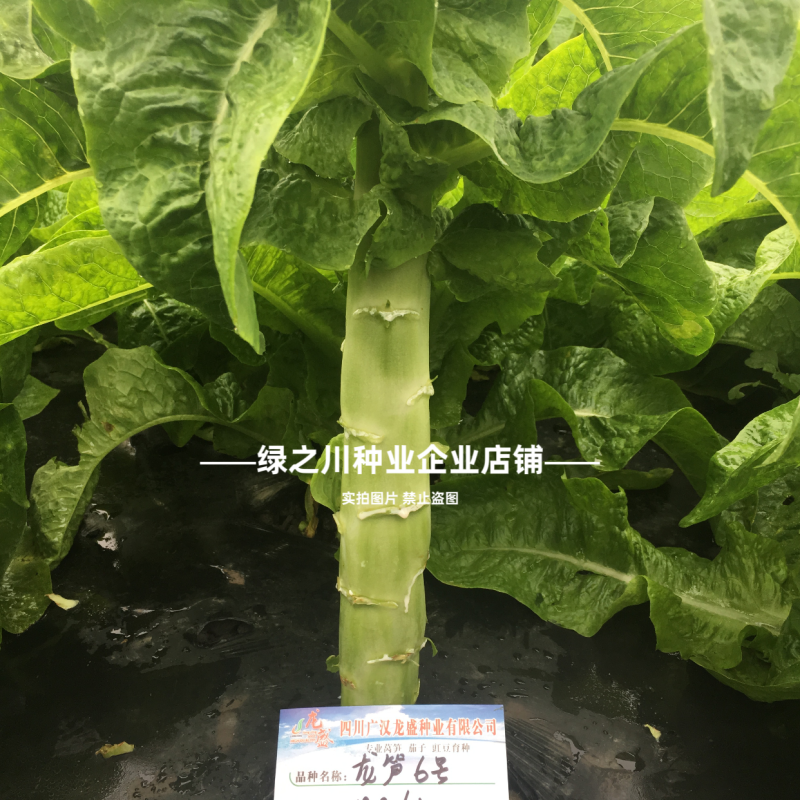 香笋6号高桩圆叶三青莴笋种子耐热抗寒绿皮绿叶莴苣种籽
