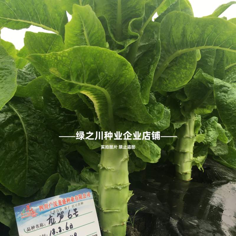香笋6号高桩圆叶三青莴笋种子耐热抗寒绿皮绿叶莴苣种籽