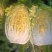 青岛矮颗黄心白菜，对接市场，电商，纯黄心