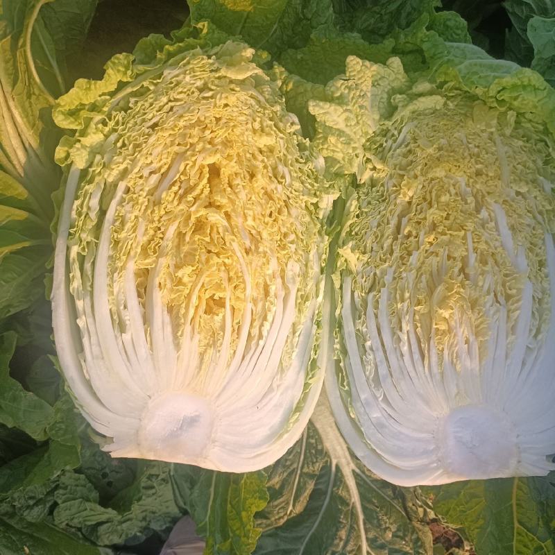 青岛矮颗黄心白菜，对接市场，电商，纯黄心