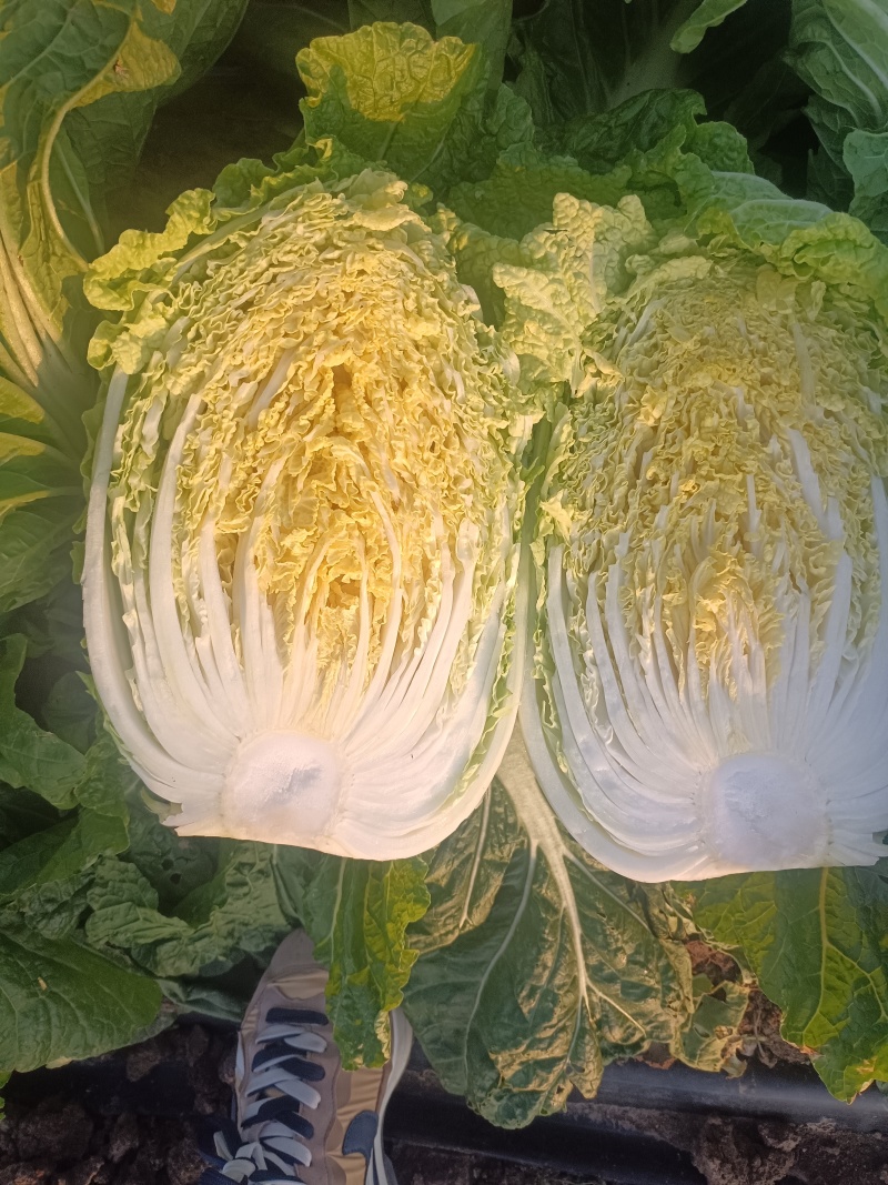 青岛矮颗黄心白菜，对接市场，电商，纯黄心