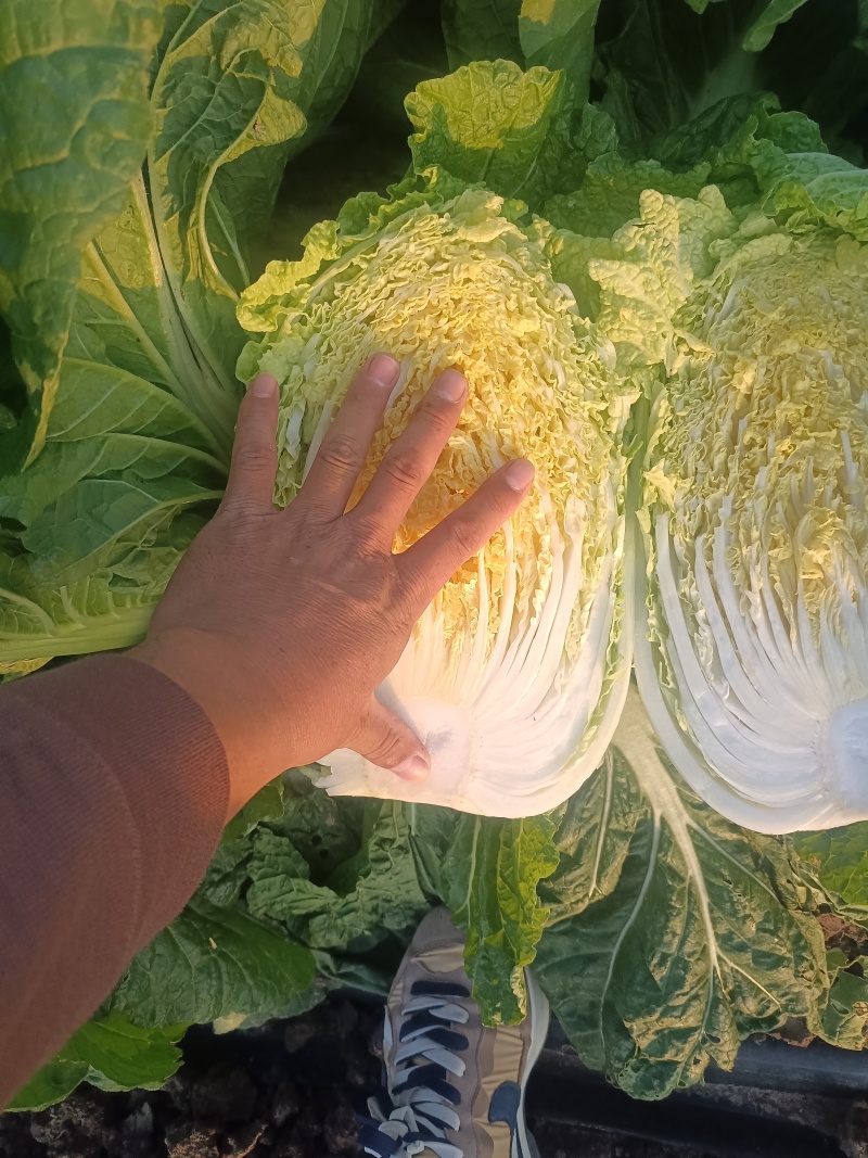 青岛矮颗黄心白菜，对接市场，电商，纯黄心