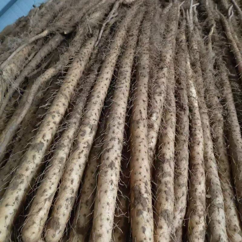 灵宝铁棍红皮山药，三门峡白玉山药，现挖现发