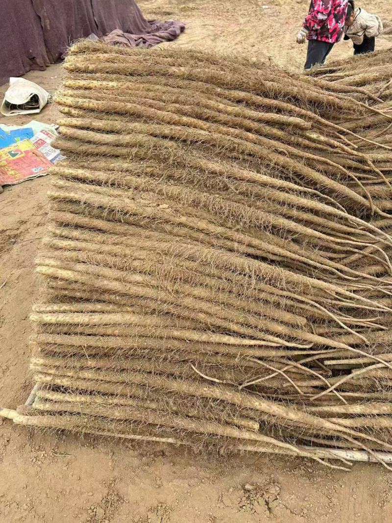 灵宝铁棍红皮山药，三门峡白玉山药，现挖现发
