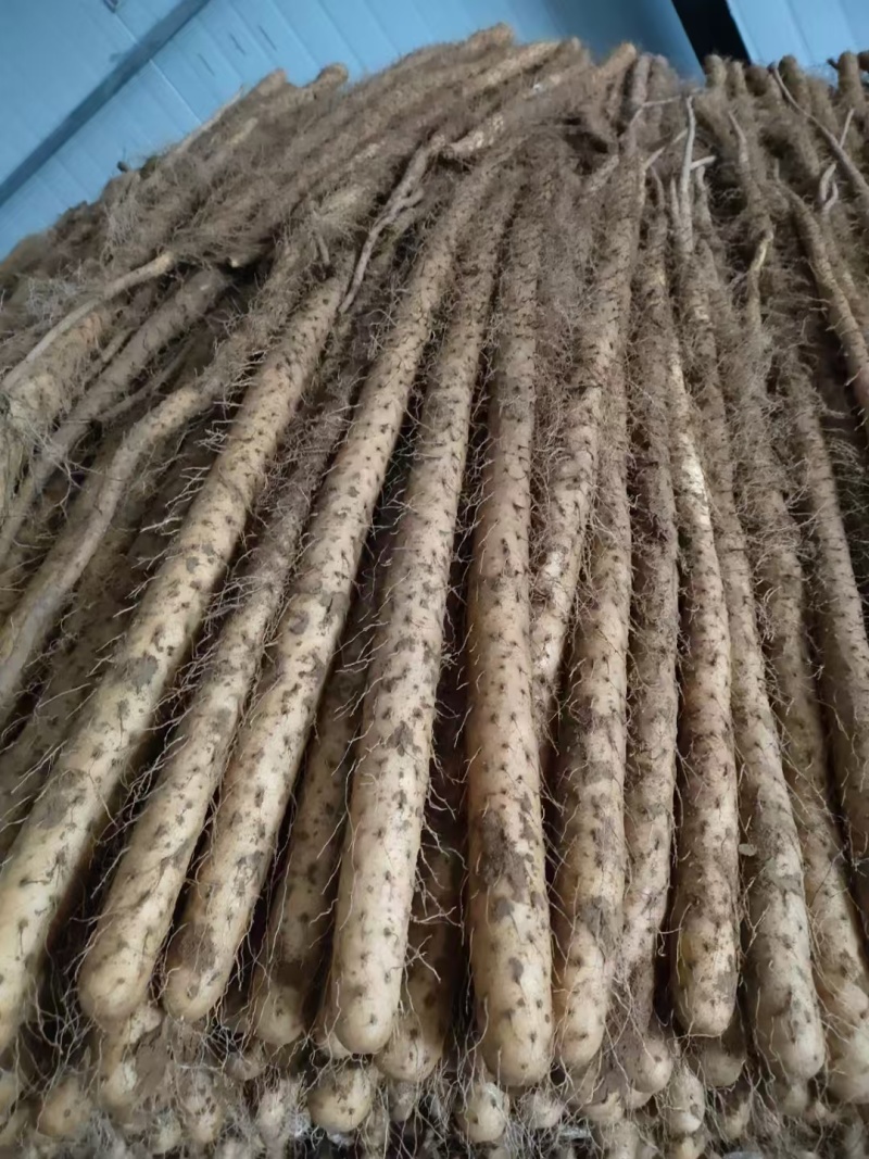 灵宝铁棍红皮山药，三门峡白玉山药，现挖现发
