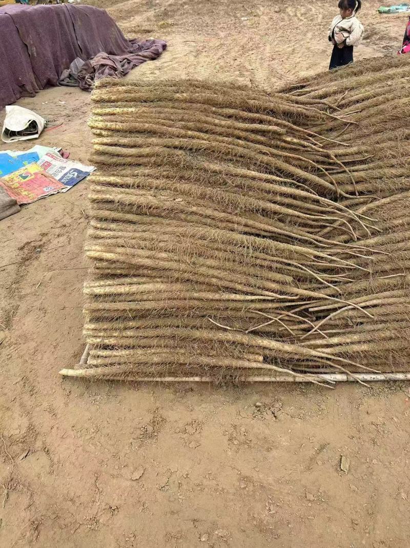 灵宝铁棍红皮山药，三门峡白玉山药，现挖现发