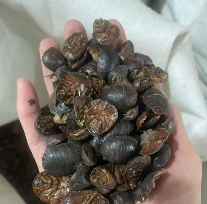 土元土鳖虫干货土元正品土元虫现货药用发货如图
