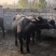 摩拉牛