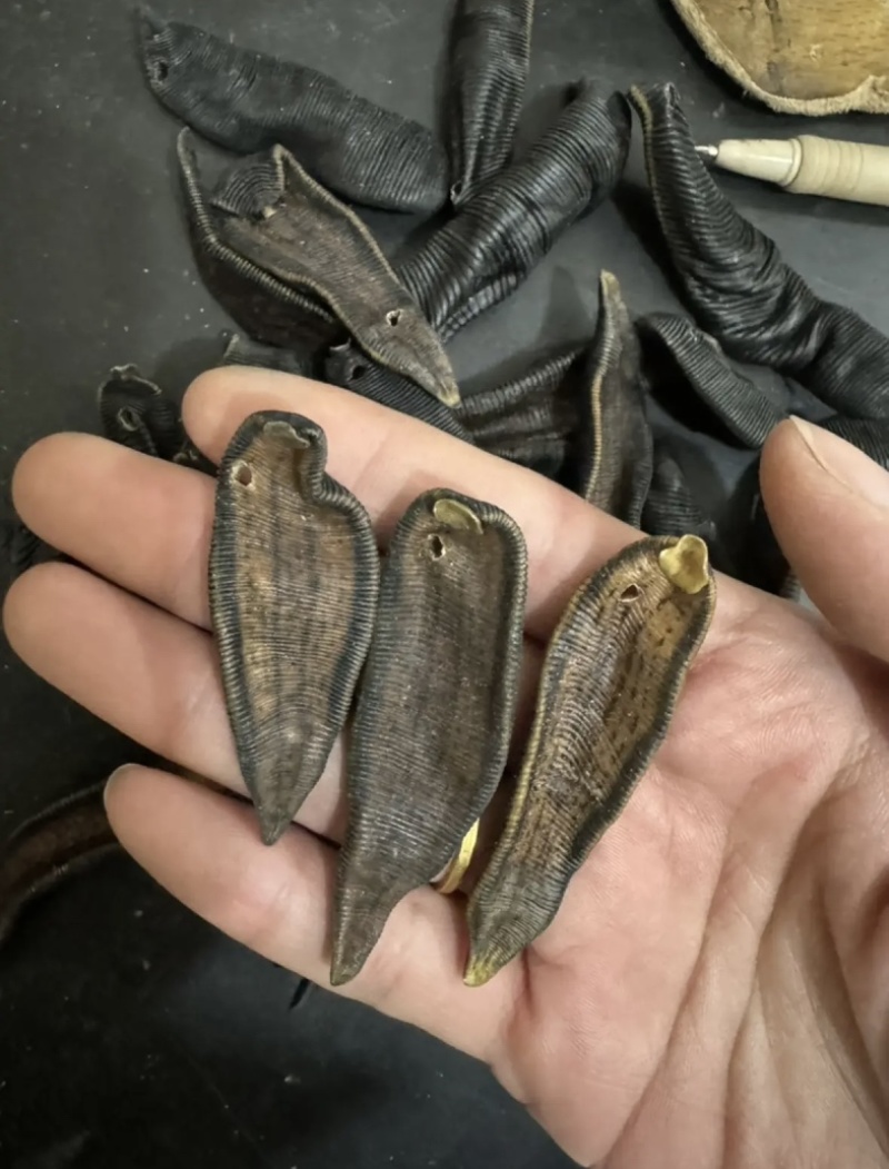 水蛭干正品无盐无矾宽体金线清水吊杆发货如图实拍