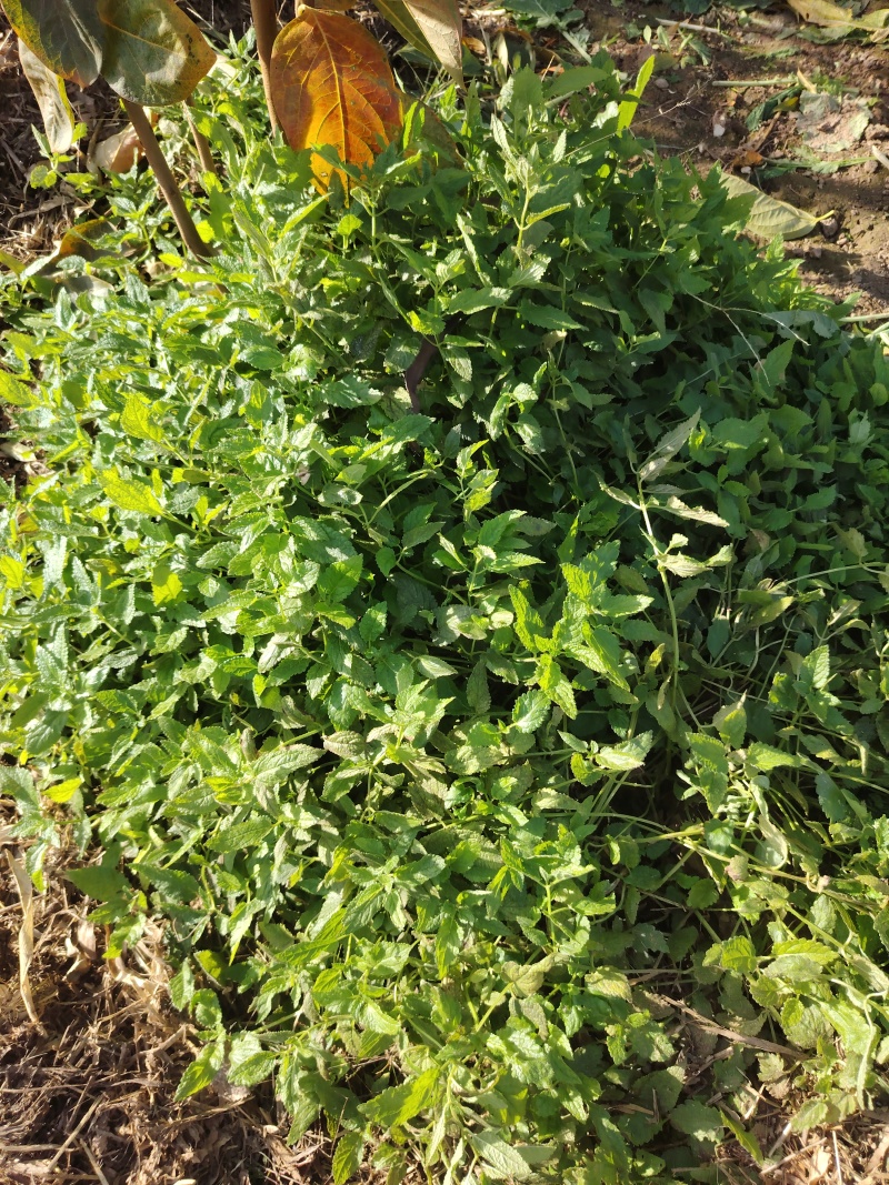 螺丝菜地环洋地瓜大量上市了批发市场平台货