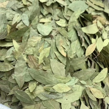 格鲁吉亚香叶，调味品，香味浓郁，片状好，无杂质。