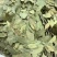 格鲁吉亚香叶，调味品，香味浓郁，片状好，无杂质。