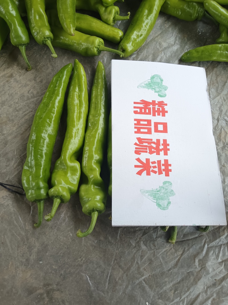 尖椒25厘米黄中辣