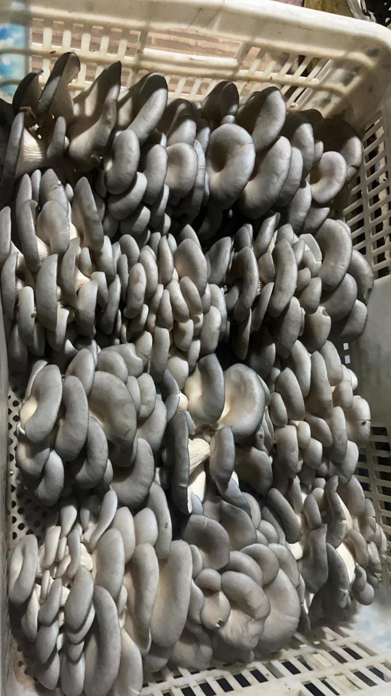 【精选】河北鲜平菇大量供应规格齐全可供商超批发市场