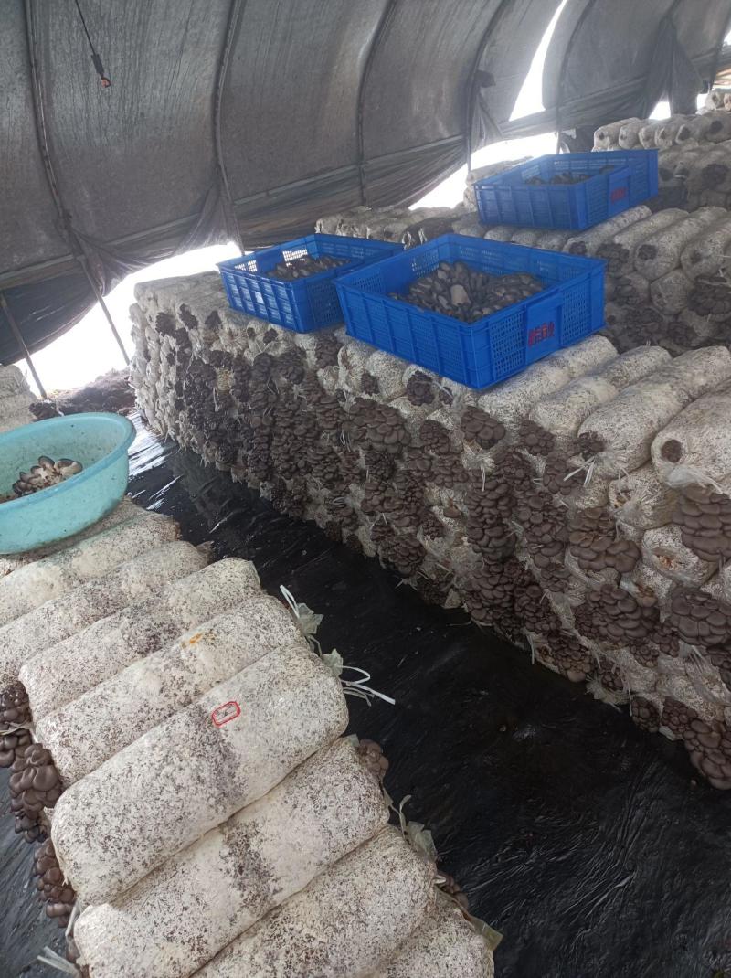 【精选】河北鲜平菇大量供应规格齐全可供商超批发市场
