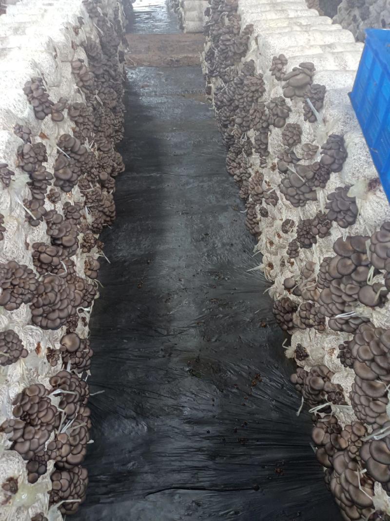 【精选】河北鲜平菇大量供应规格齐全可供商超批发市场