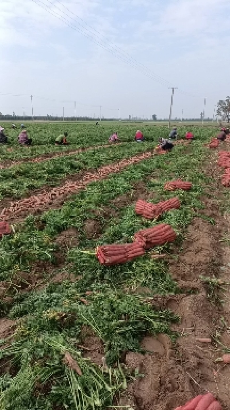 网袋红萝卜，色红，条直，芯细，大吨位供应