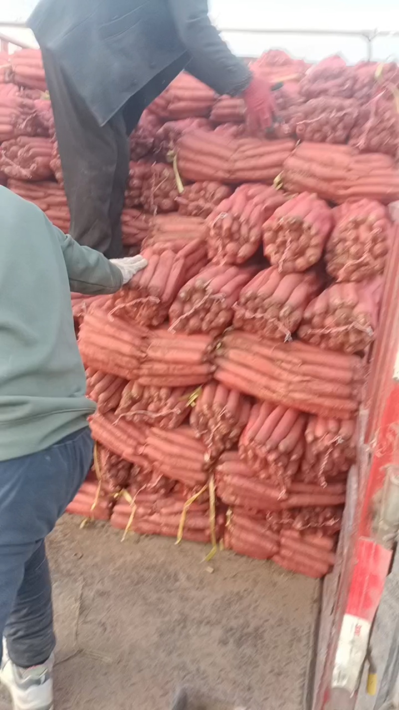 网袋红萝卜，色红，条直，芯细，大吨位供应