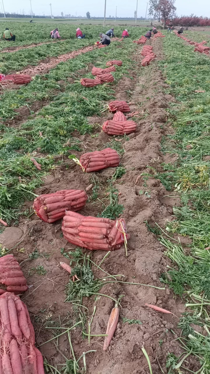 网袋红萝卜，色红，条直，芯细，大吨位供应