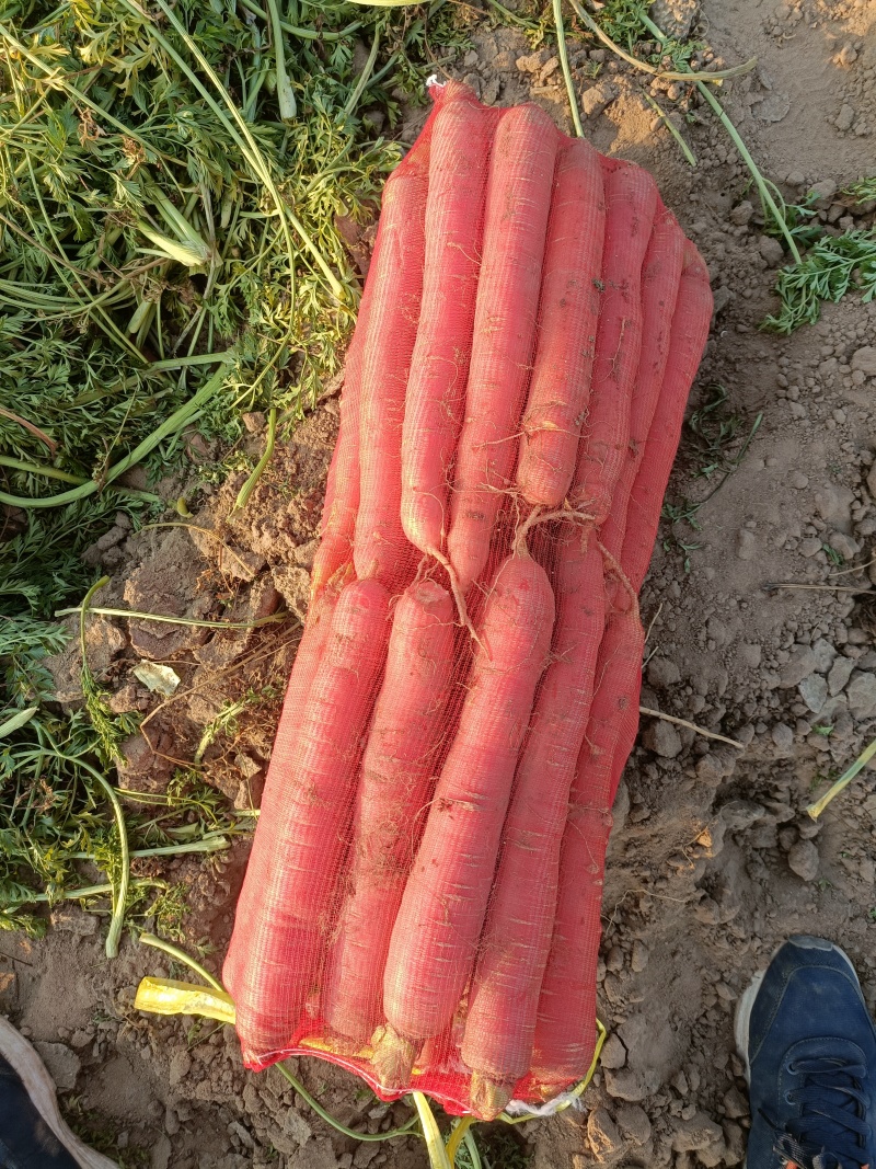 网袋红萝卜，色红，条直，芯细，大吨位供应