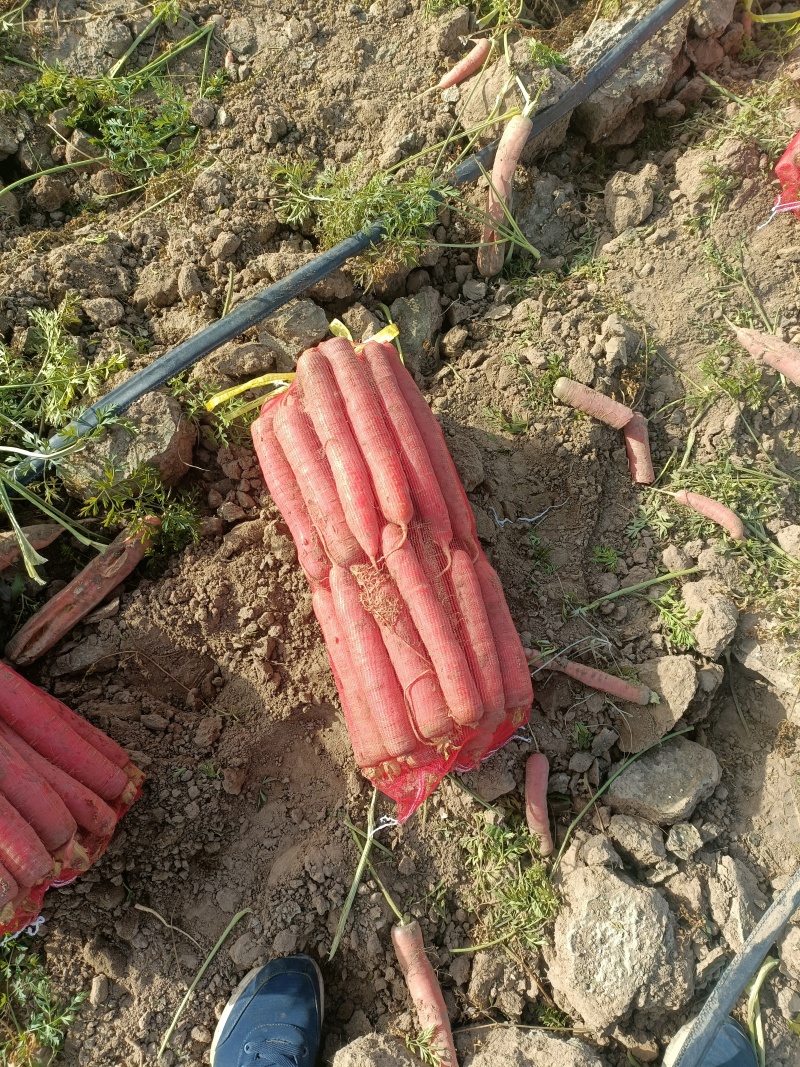 网袋红萝卜，色红，条直，芯细，大吨位供应