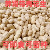 24年秋季带壳晒干花生新货粉皮新鲜薄壳花生一件代发