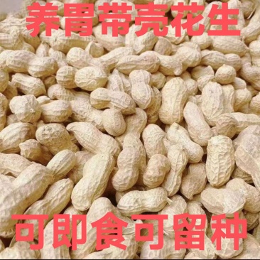 24年秋季带壳晒干花生新货粉皮新鲜薄壳花生一件代发
