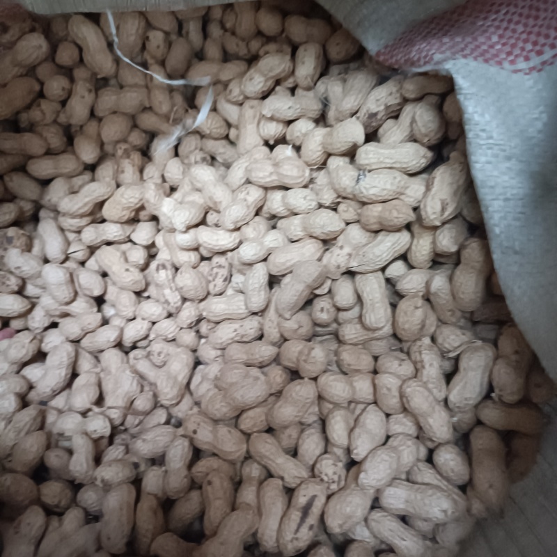 24年秋季带壳晒干花生新货粉皮新鲜薄壳花生一件代发