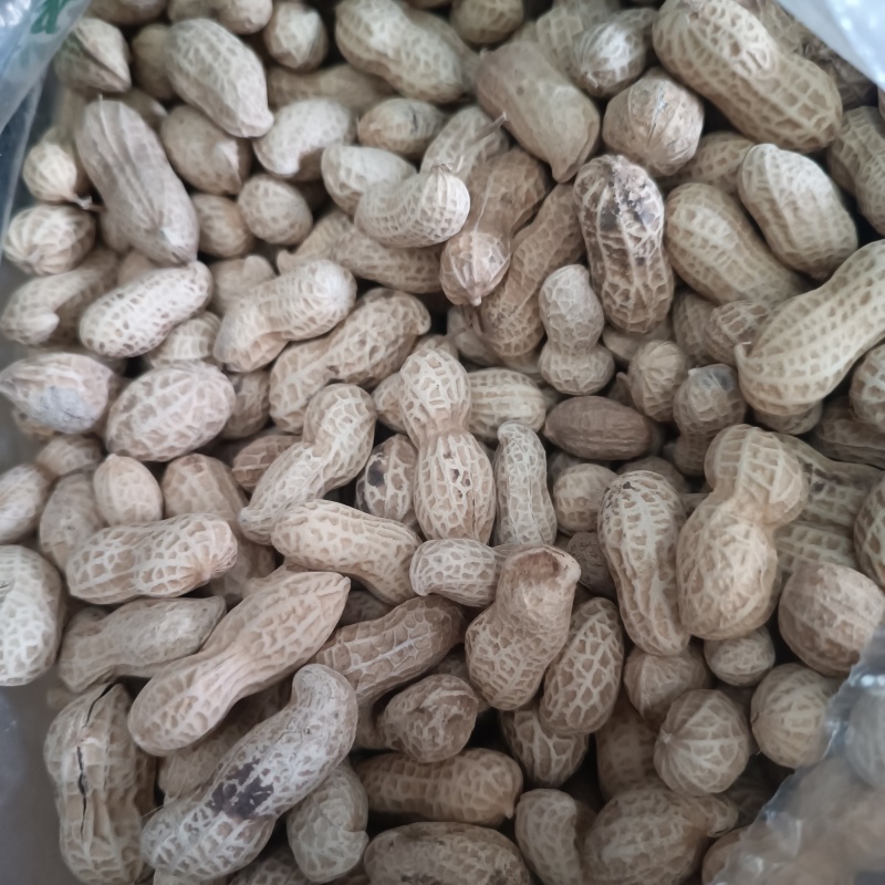 24年秋季带壳晒干花生新货粉皮新鲜薄壳花生一件代发