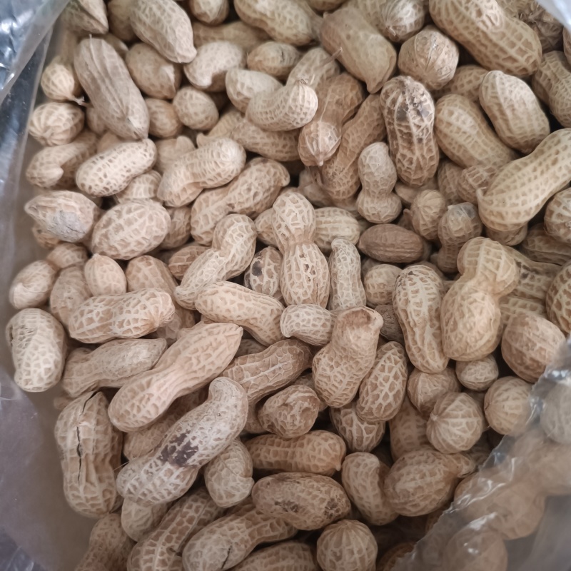 24年秋季带壳晒干花生新货粉皮新鲜薄壳花生一件代发